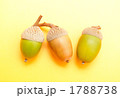ドングリ、コロコロ。
