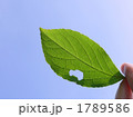 エコカーイメージ　葉と青空