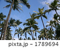 ハワイ島 やしの木
