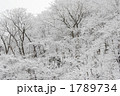 雪景色の山林