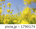 ナノハナ