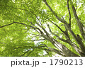 1790213