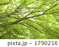 1790216