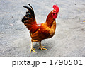 名古屋コーチン