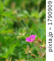 ゲンノショウコの花