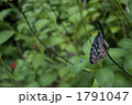 1791047