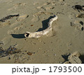 砂浜の流木