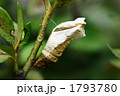 さなぎ