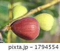 いちじく