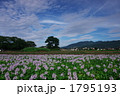 素材ナンバー 1795193 : 「ホテイアオイの咲く風景（本薬師寺跡）」