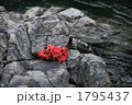 板取川のキソガワサツキ