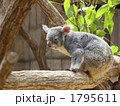 コアラ