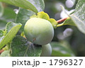 若い柿