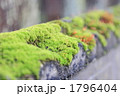 塀のコケ