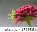 百日草とバッタ