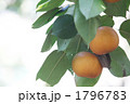 梨豊水２つと茂る葉
