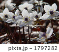 03月　セツブンソウ・キンポウゲ科32