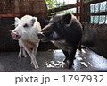 白猪