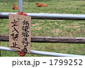 阿蘇の赤牛B