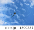 クモ