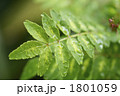 山椒の葉