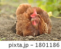 健康なニワトリ