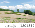 富良野