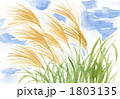 ススキ10925pix