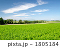 富良野
