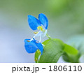 つゆくさ