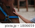 馬を撫でる子