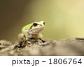 アマガエル