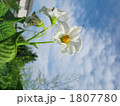 じゃがいもの花