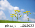草原に咲くオミナエシ