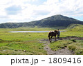 草千里が浜の馬