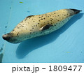 夏バテのゴマフアザラシ