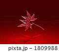 もみじ