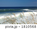 海岸のススキ