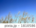 青空と芒
