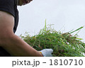 夏草取りの作業