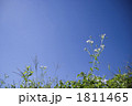 青空の下