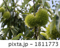 栗の木