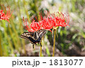曼珠沙華とアゲハチョウ