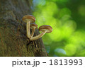きのこの家族