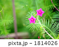 ルコウソウ