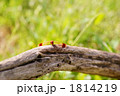 赤とんぼ