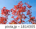 秋の尾瀬のマユミの紅葉