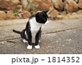 田代島の野良猫