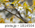 山桜の花