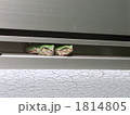 カエル
